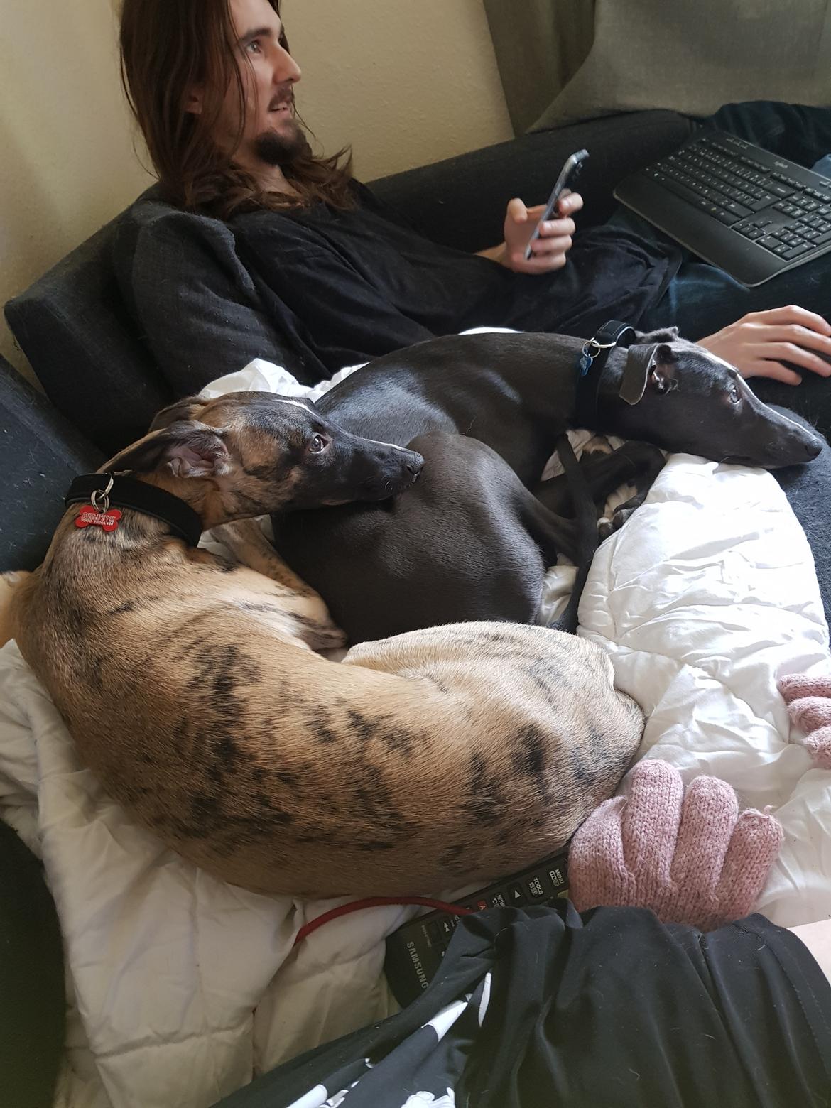 Whippet Kennel All Stars Herkules (Misha) billede 11