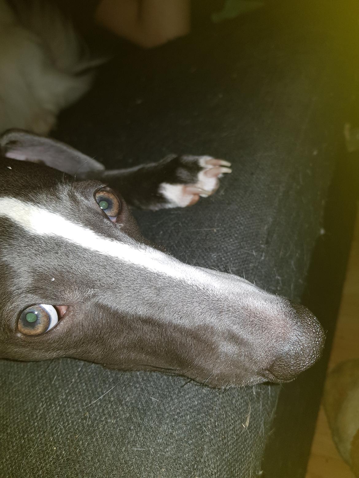 Whippet Kennel All Stars Herkules (Misha) billede 9