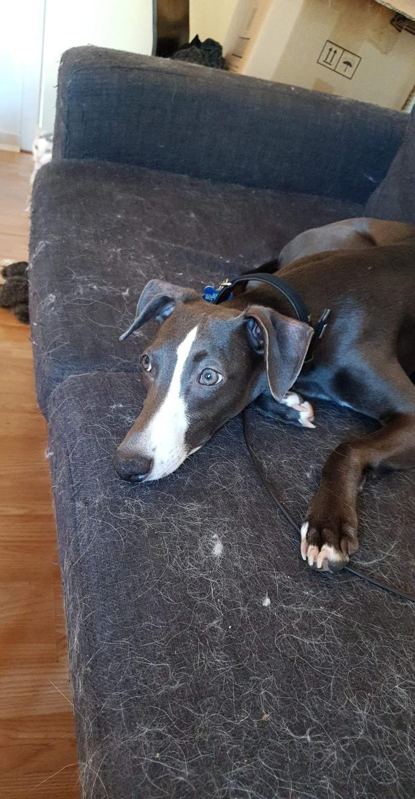 Whippet Kennel All Stars Herkules (Misha) billede 2