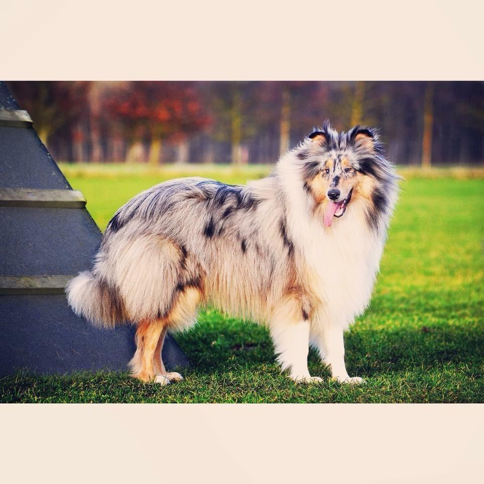 Collie langhåret Amino ~•~Himmelhund~•~ billede 13