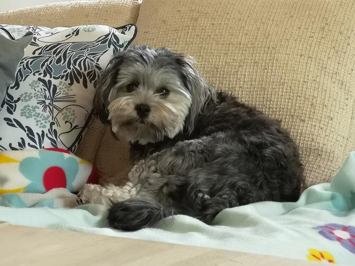 Løwchen Ella billede 13