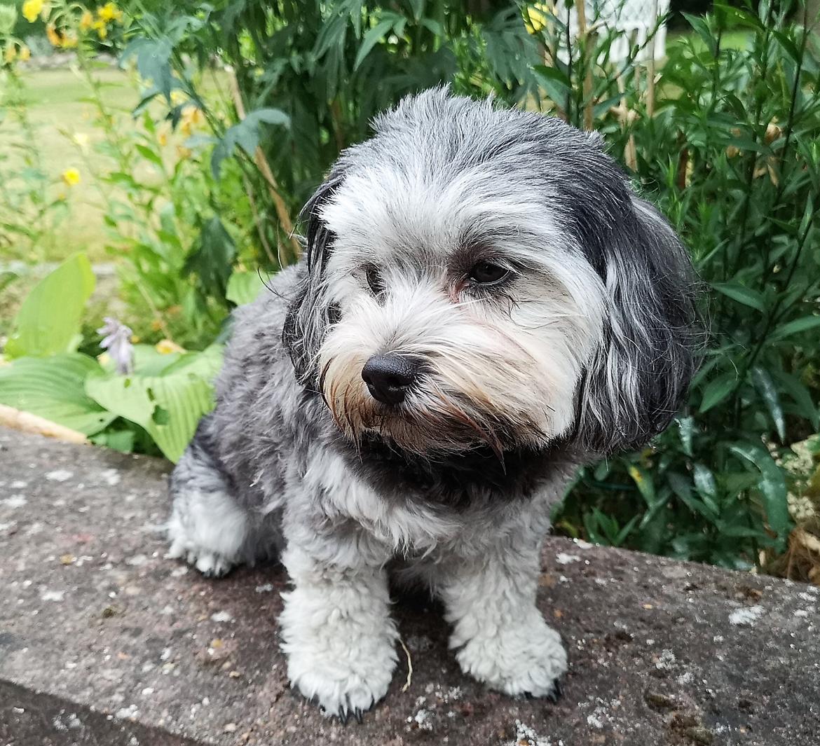 Løwchen Ella billede 1