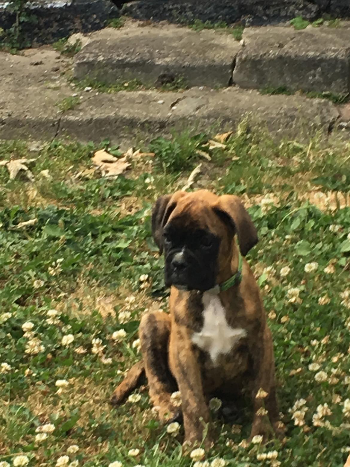 Boxer Buster baby billede 1