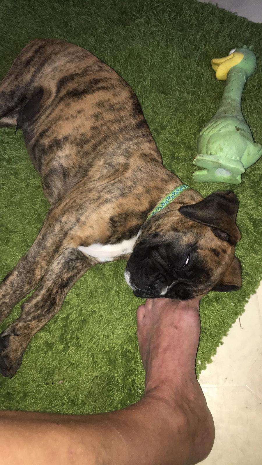 Boxer Buster baby billede 2