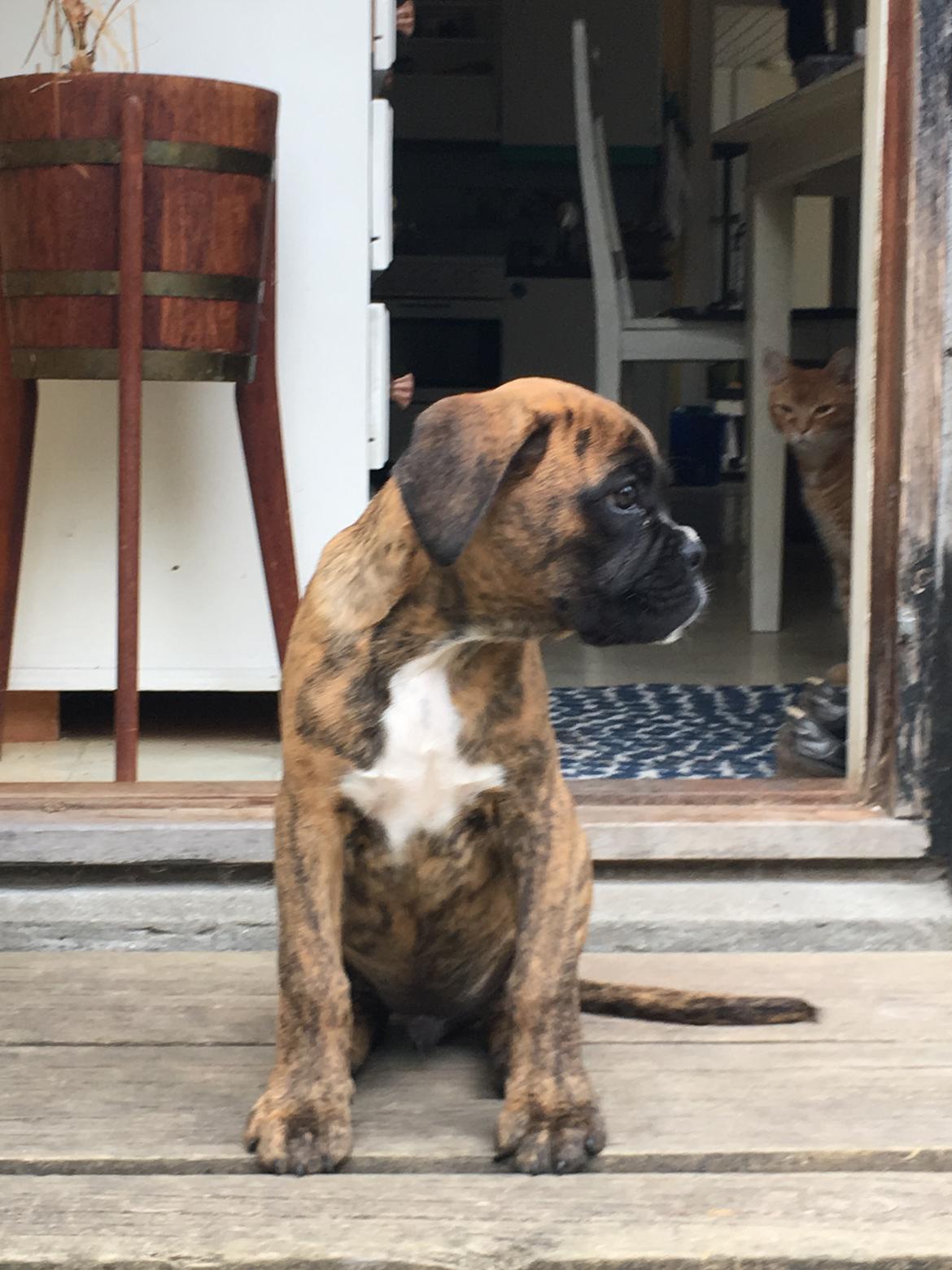 Boxer Buster baby billede 4