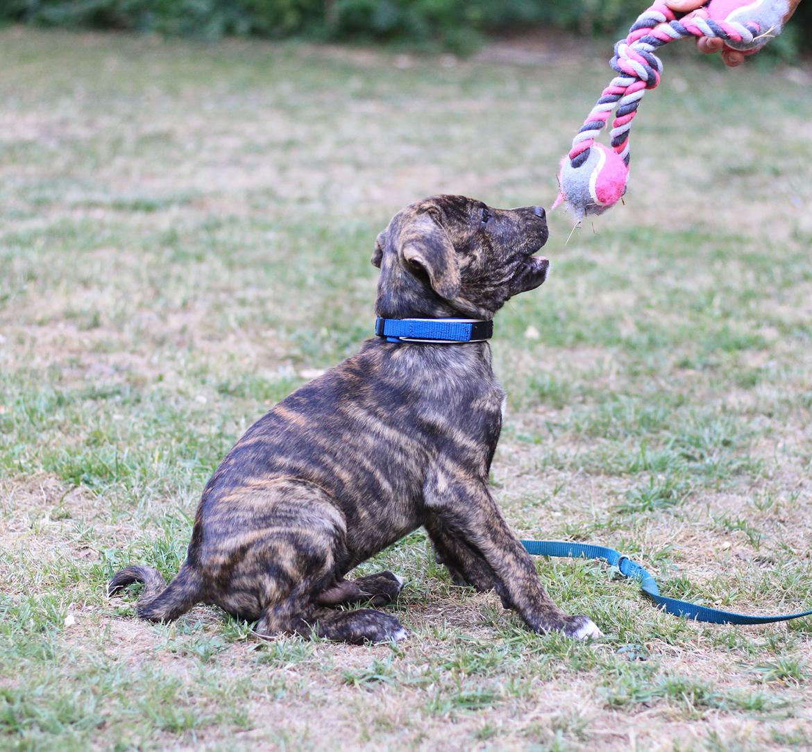 Blanding af racer Canto billede 7