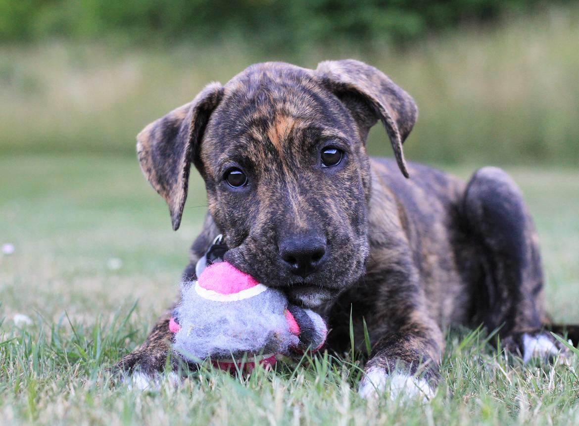 Blanding af racer Canto billede 9