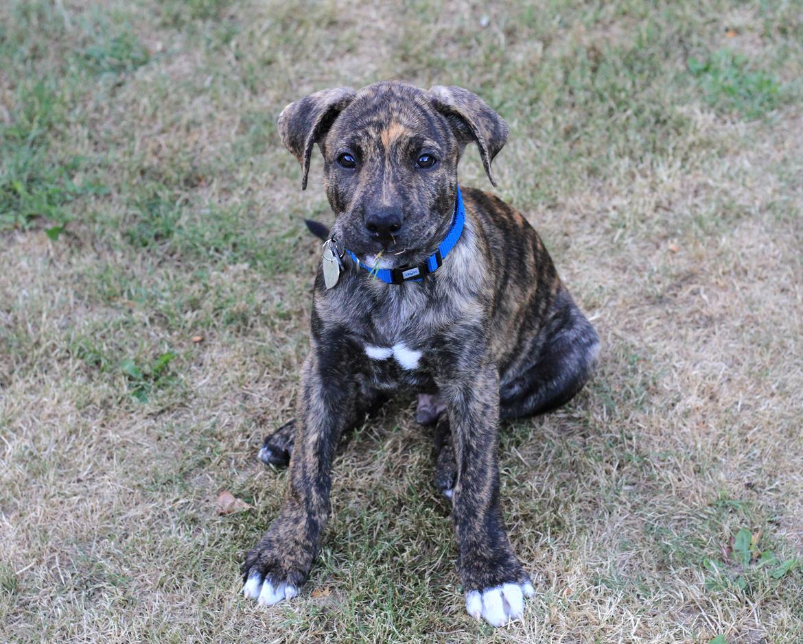 Blanding af racer Canto billede 10