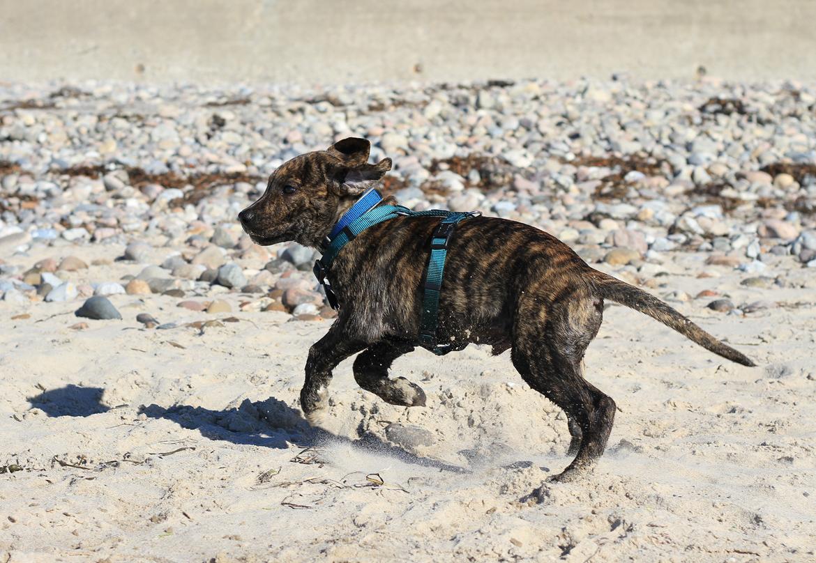 Blanding af racer Canto billede 16