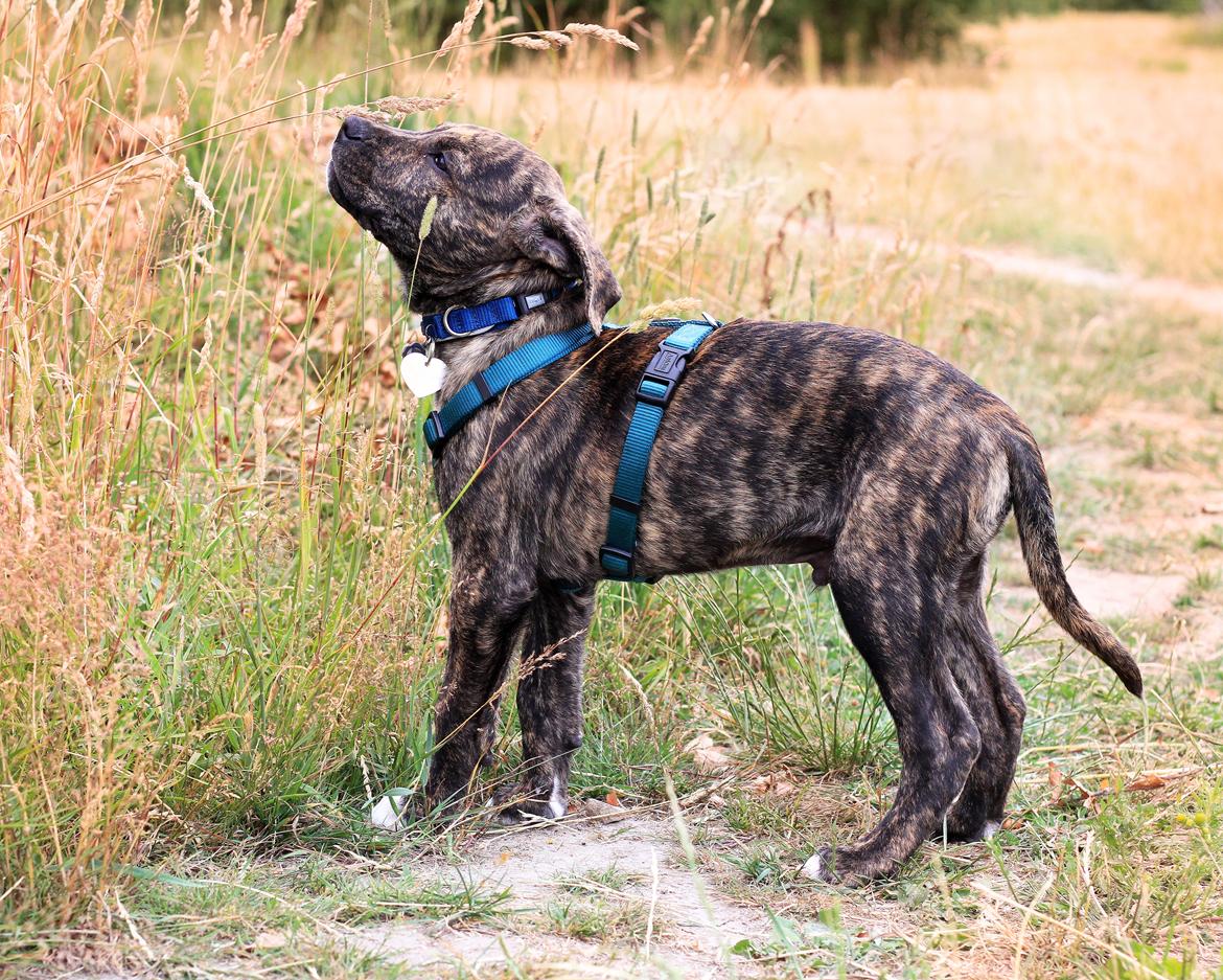 Blanding af racer Canto billede 19