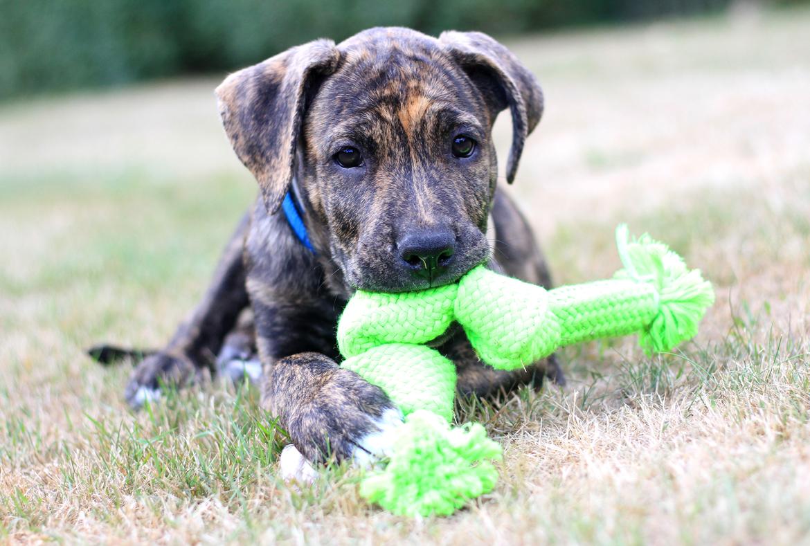 Blanding af racer Canto billede 21