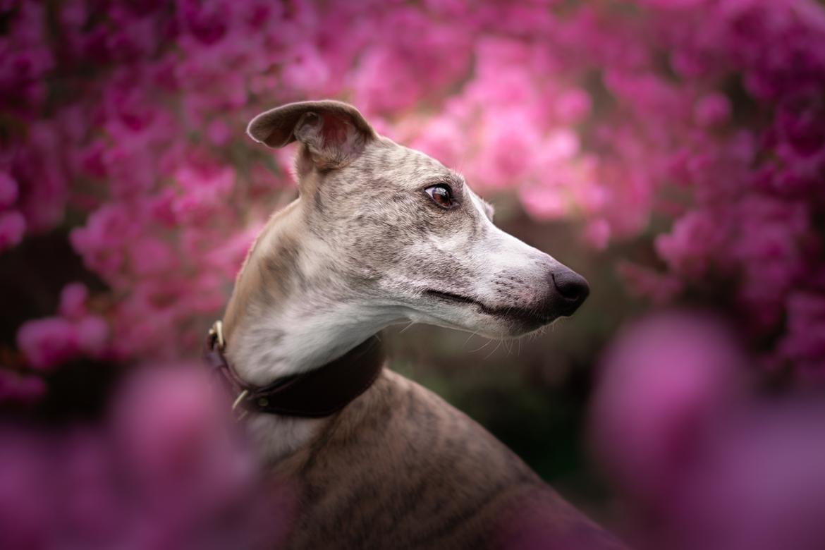 Whippet Silas (Tanalorn Kelvin Knock Out) billede 3