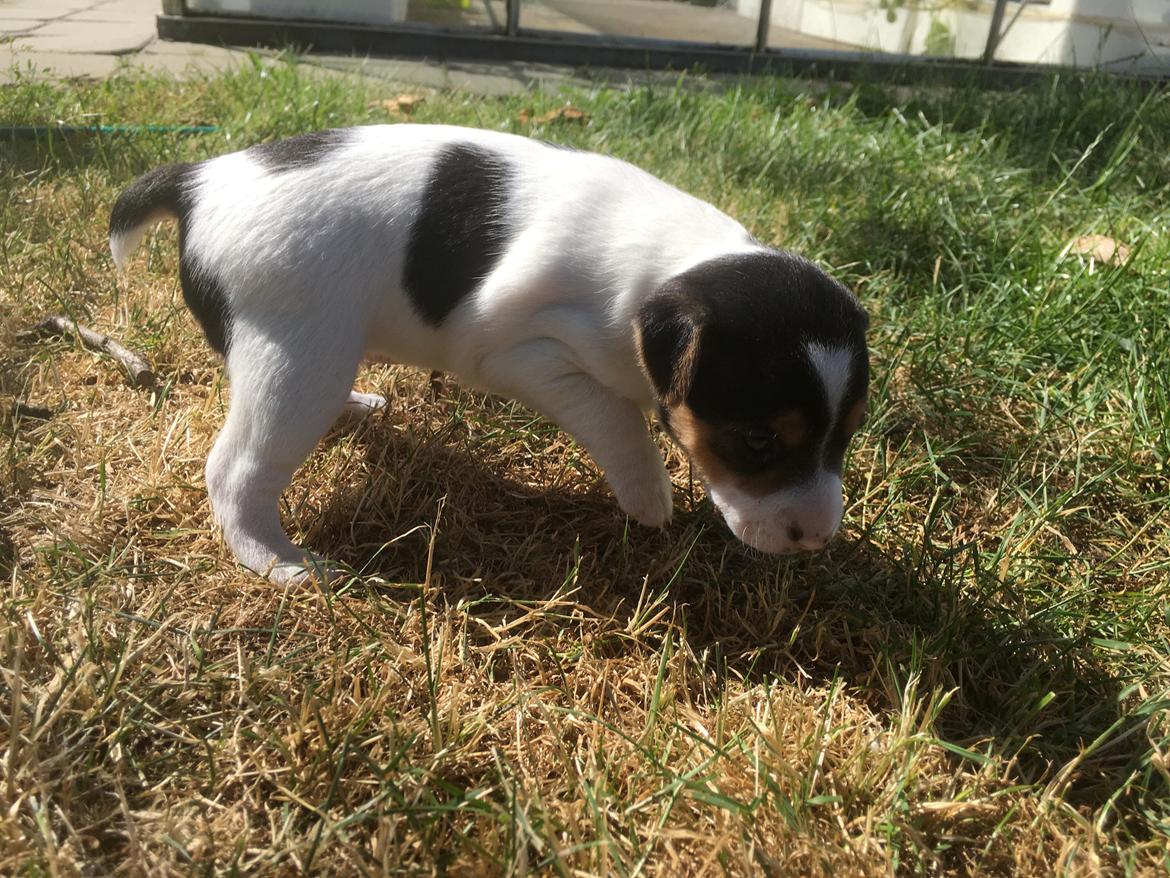 Blanding af racer Ronja billede 12