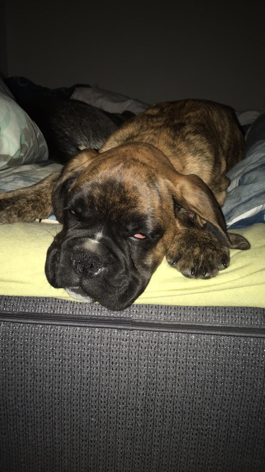 Boxer Buster baby billede 5