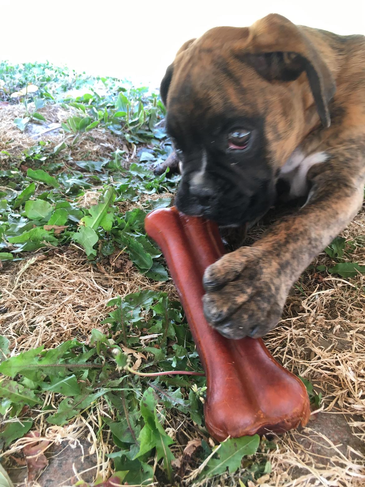 Boxer Buster baby billede 6