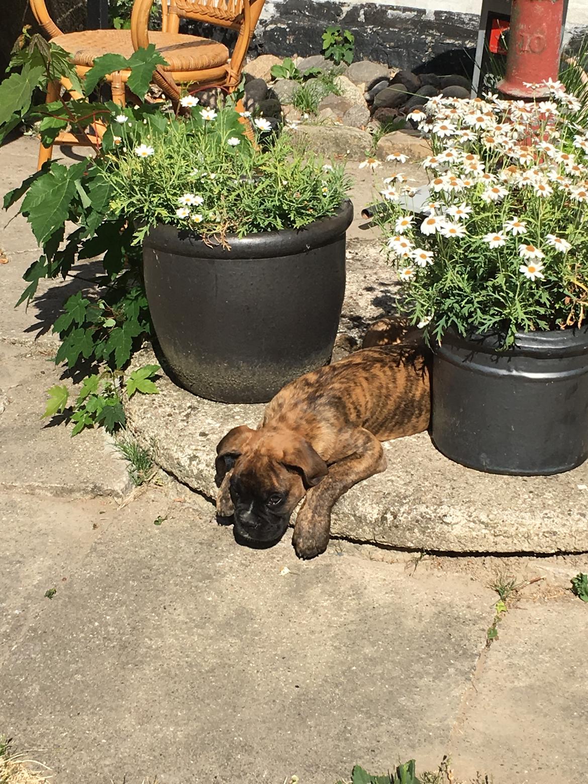 Boxer Buster baby billede 7