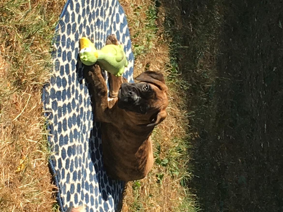 Boxer Buster baby billede 3