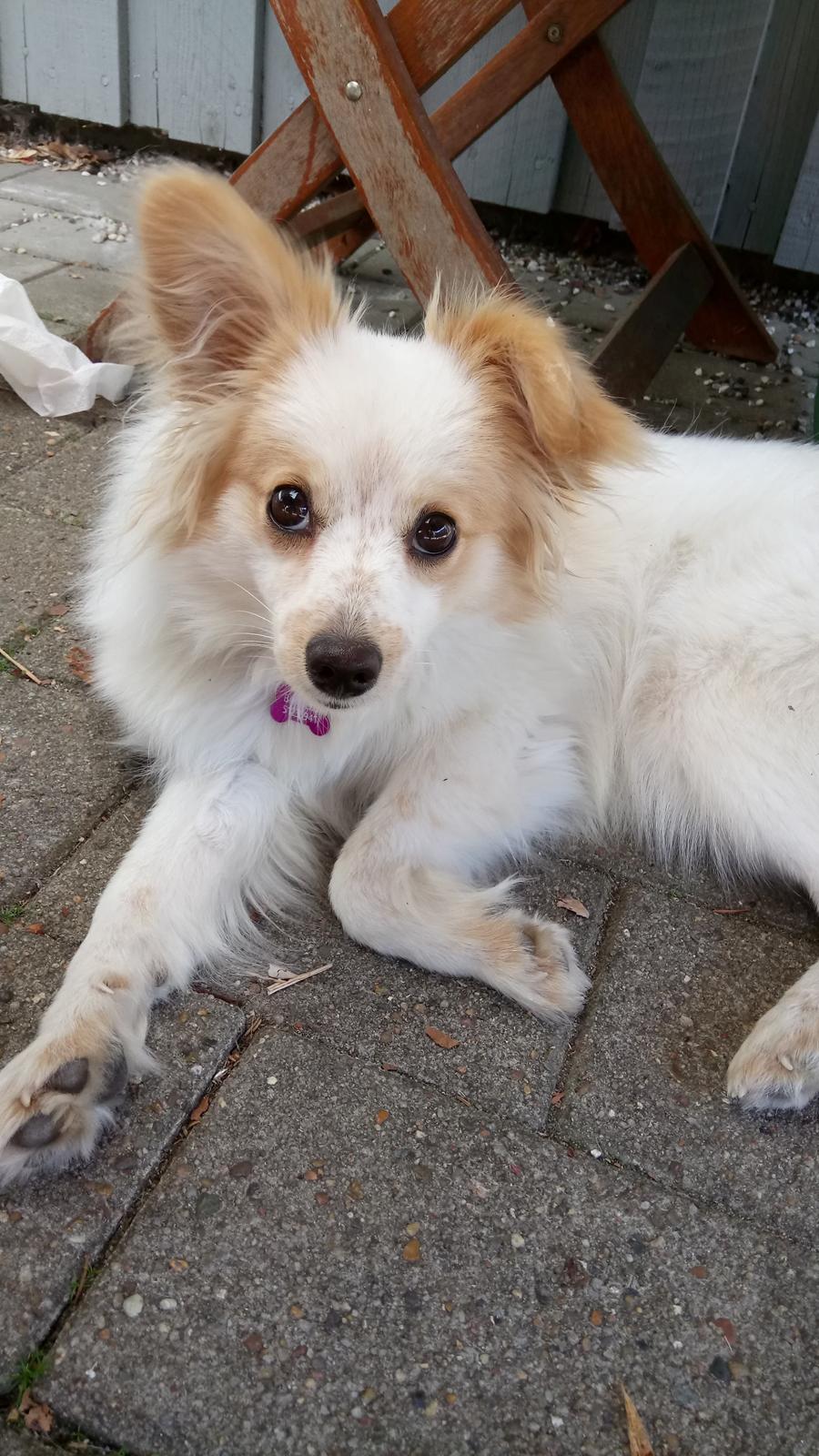 Blanding af racer Sansa billede 3