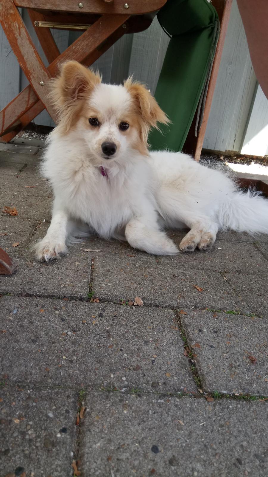 Blanding af racer Sansa billede 5