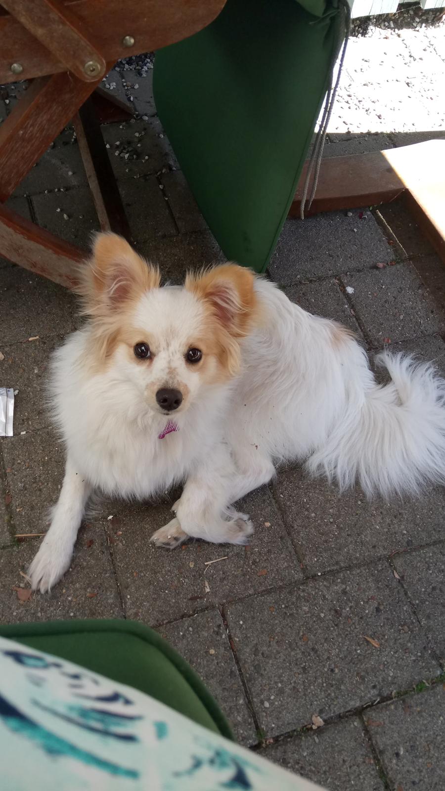 Blanding af racer Sansa billede 1