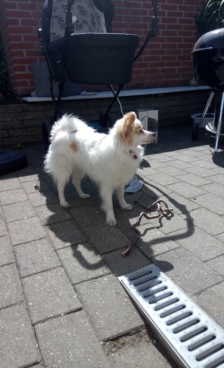 Blanding af racer Sansa billede 2