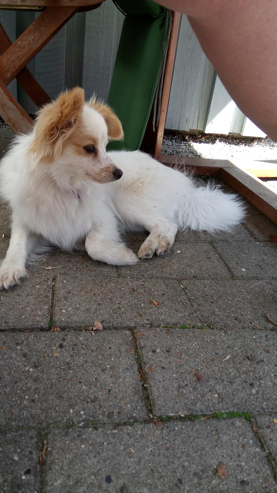 Blanding af racer Sansa billede 4