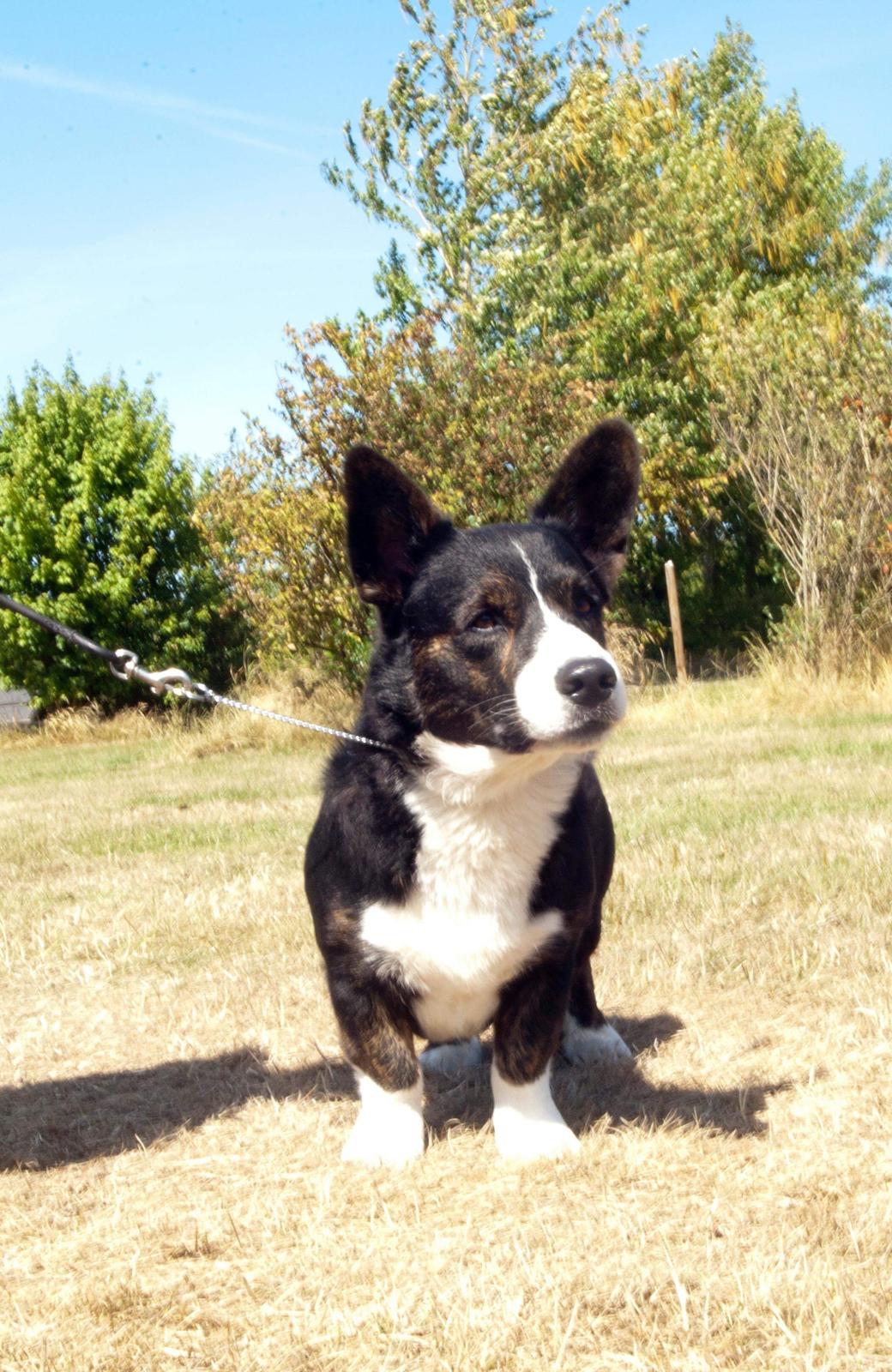 Welsh corgi cardigan Harley billede 4