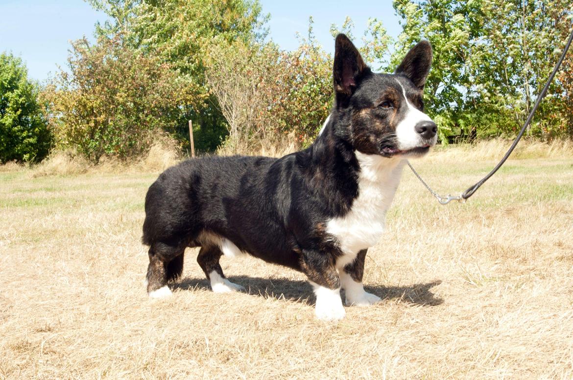 Welsh corgi cardigan Harley billede 5
