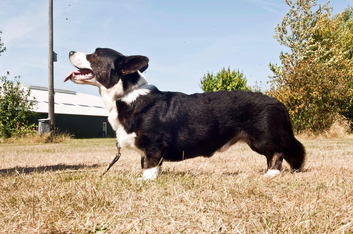 Welsh corgi cardigan Harley billede 7
