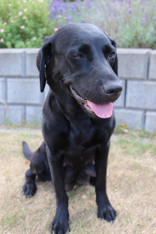 Labrador retriever Nala billede 1