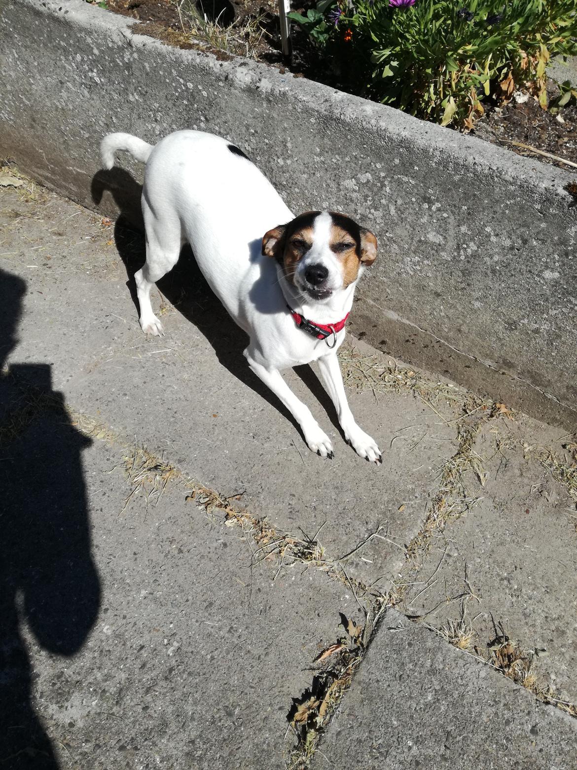 Dansk svensk gaardhund Luna billede 2