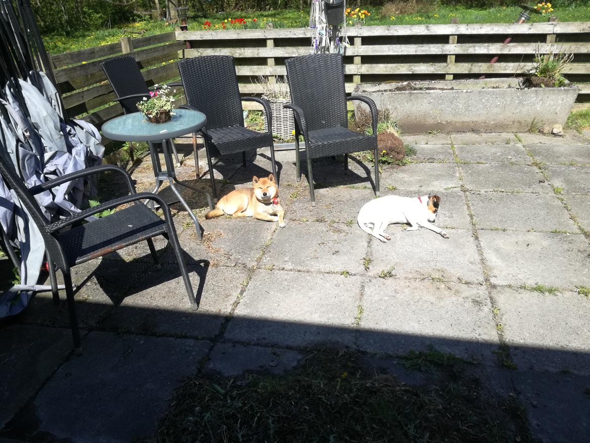 Dansk svensk gaardhund Luna billede 5