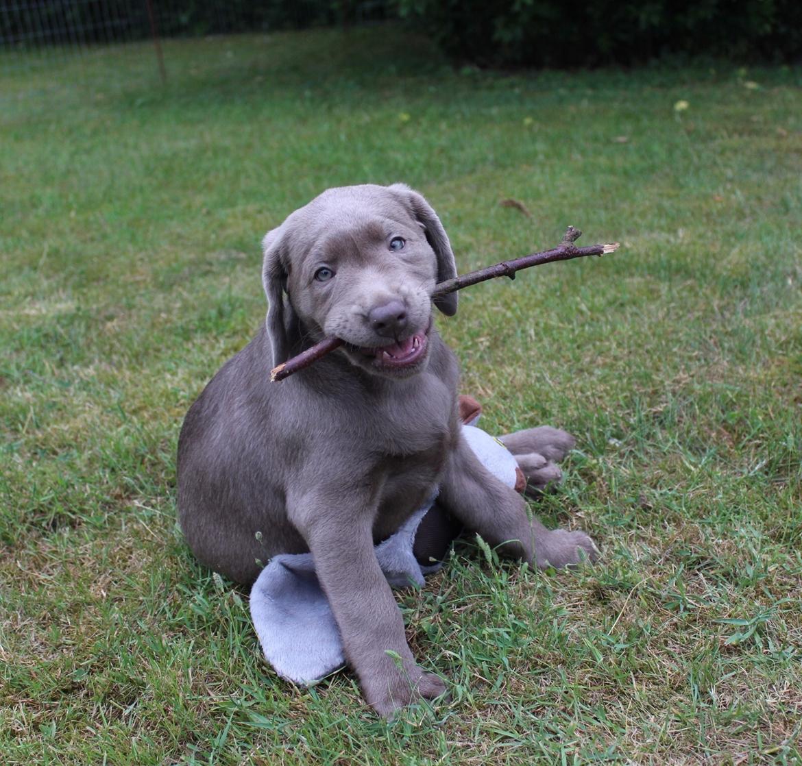 Labrador retriever Peace of Silver Carastella Aka. Nala. billede 1