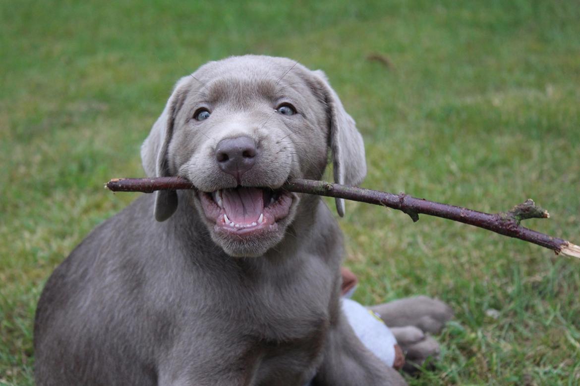 Labrador retriever Peace of Silver Carastella Aka. Nala. billede 3