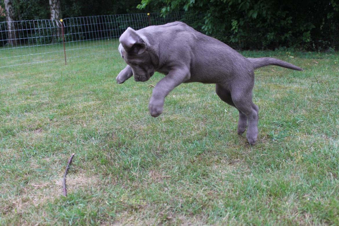 Labrador retriever Peace of Silver Carastella Aka. Nala. billede 4