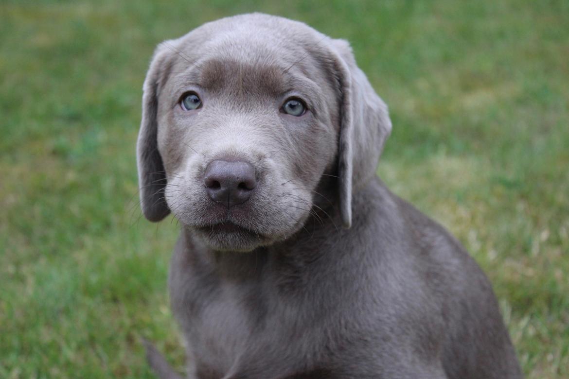 Labrador retriever Peace of Silver Carastella Aka. Nala. billede 5