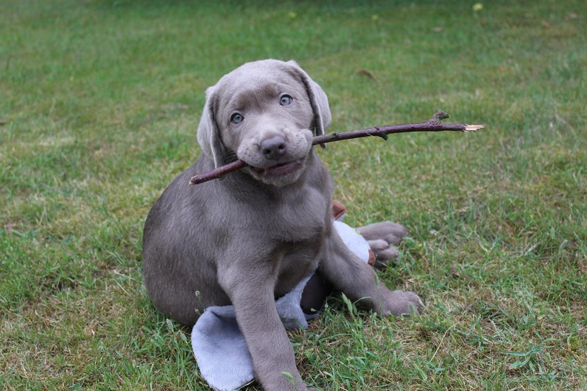 Labrador retriever Peace of Silver Carastella Aka. Nala. billede 2