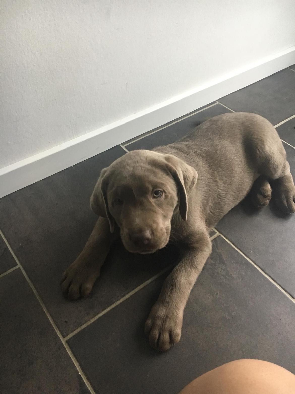 Labrador retriever Peace of Silver Carastella Aka. Nala. billede 6