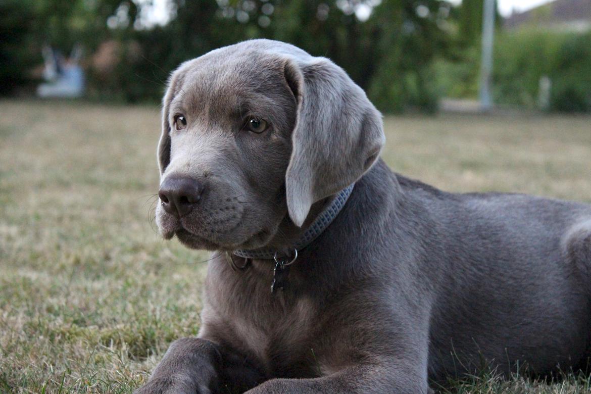 Labrador retriever Peace of Silver Carastella Aka. Nala. billede 8