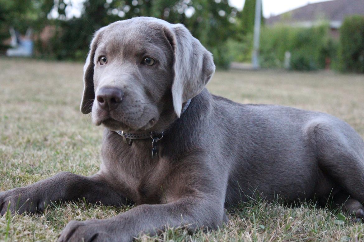 Labrador retriever Peace of Silver Carastella Aka. Nala. billede 9