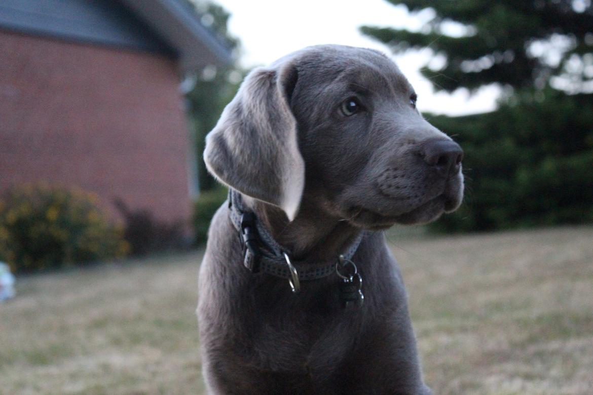 Labrador retriever Peace of Silver Carastella Aka. Nala. billede 7