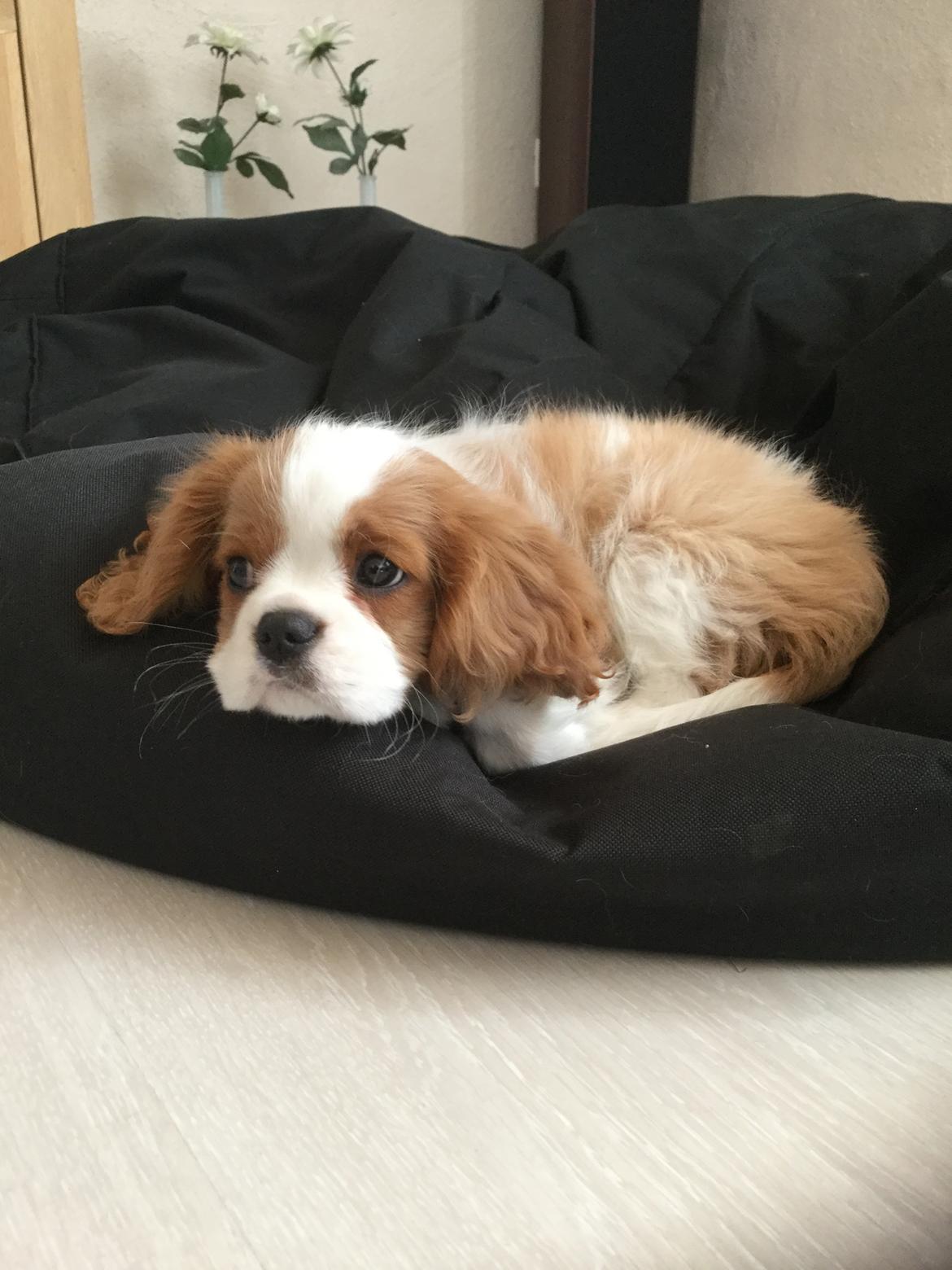 Cavalier king charles spaniel Arthur billede 4