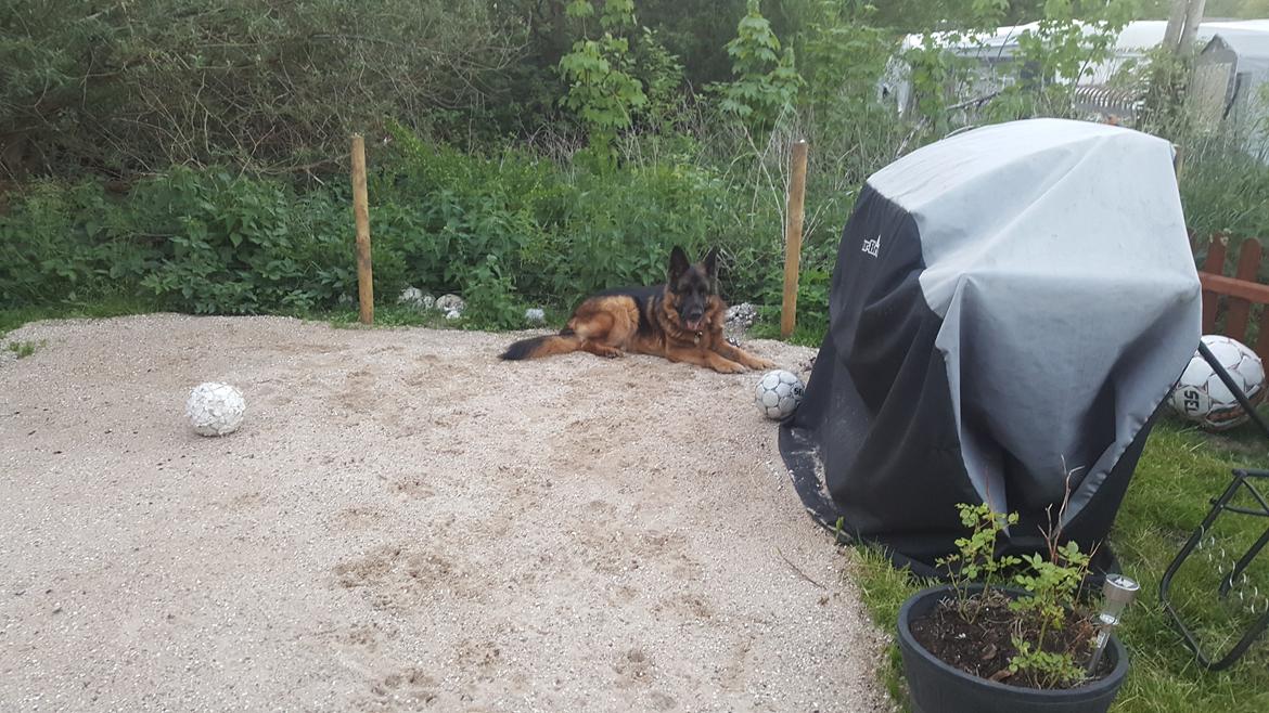 Schæferhund Sarco  billede 5