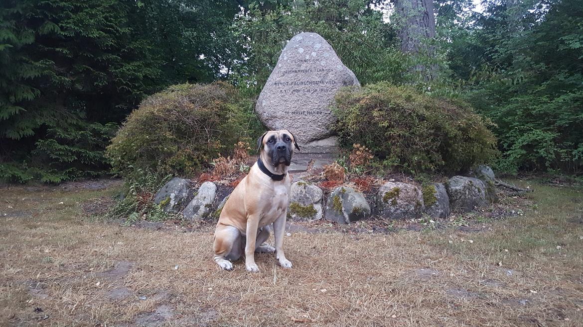 Perro de Presa Canario Crystal Fuerza Bull (Mina) - Crystal Fuerza Bull billede 6