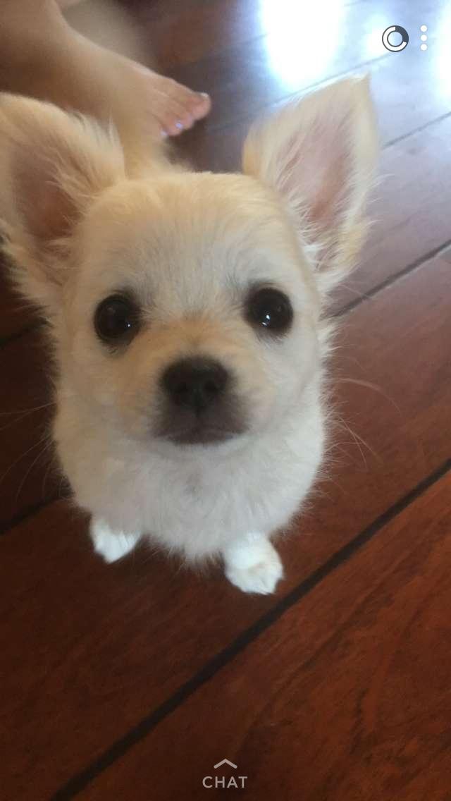 Chihuahua Dexter billede 4