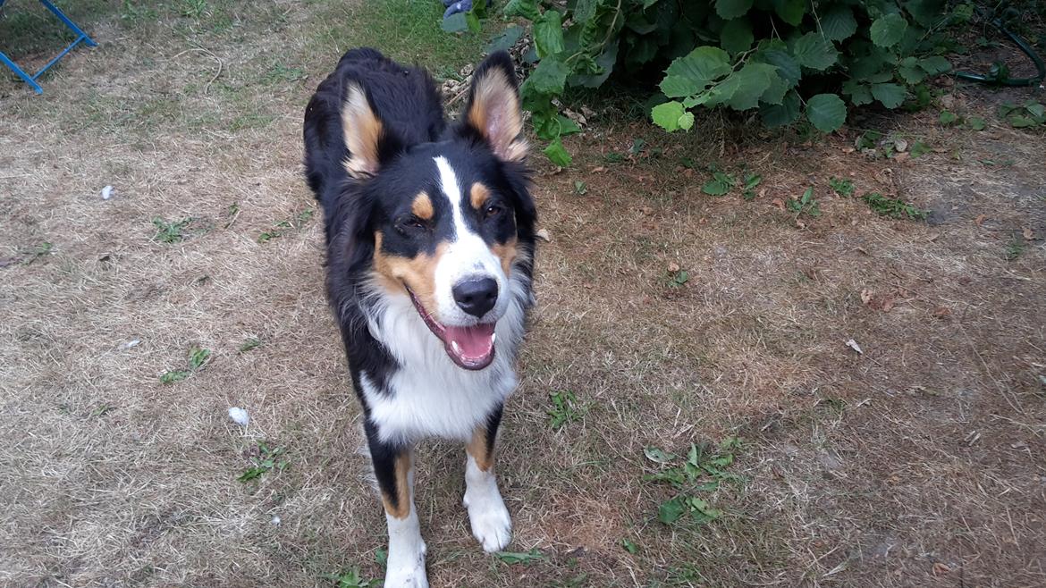 Australian shepherd Zion Himmelhund billede 6