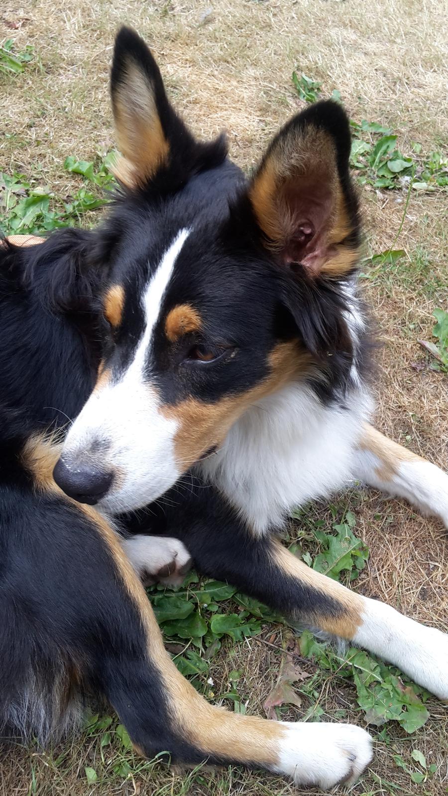 Australian shepherd Zion Himmelhund billede 7