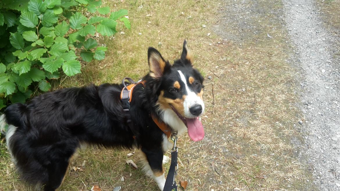 Australian shepherd Zion Himmelhund billede 8