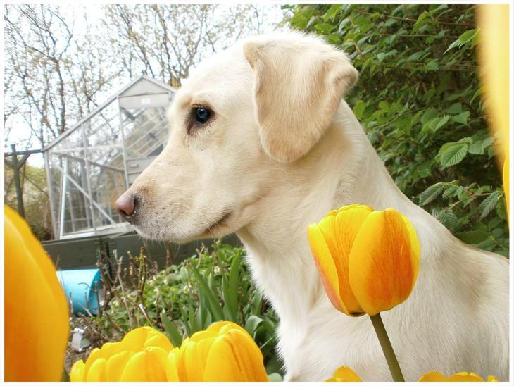 Blanding af racer †Puk† billede 9