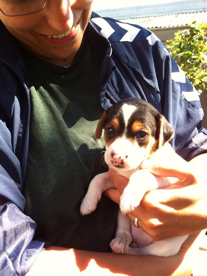 Blanding af racer Ronja billede 2